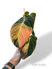 Philodendron Melanochrysum Variegata