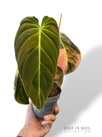 Philodendron Melanochrysum Variegata