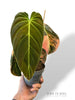 Philodendron Melanochrysum Variegata