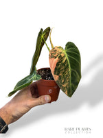 Philodendron Melanochrysum Variegata