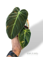 Philodendron Melanochrysum Variegata