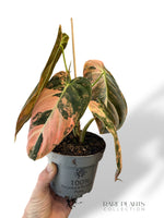 Philodendron Melanochrysum Variegata