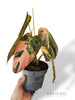Philodendron Melanochrysum Variegata