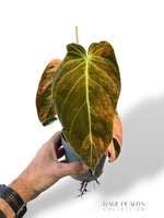 Philodendron Melanochrysum Variegata
