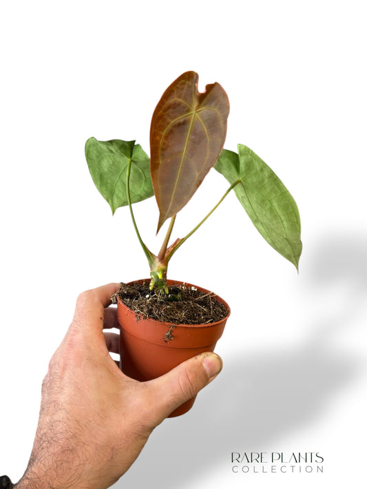 Anthurium Red Spider x Forgetii