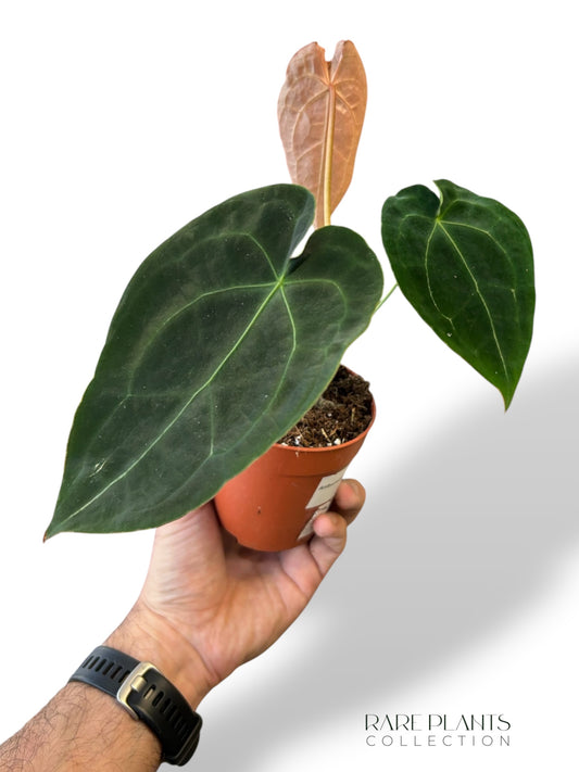 Anthurium Red Spider x Forgetii
