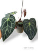Anthurium NOID