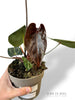 Anthurium NOID