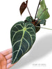 Anthurium NOID