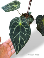 Anthurium NOID