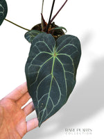 Anthurium NOID