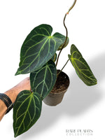 Anthurium NOID