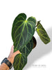Anthurium NOID