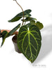 Anthurium NOID
