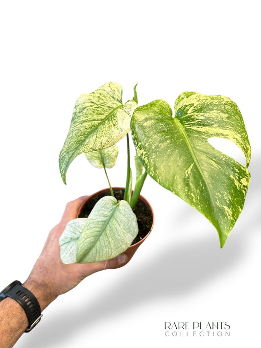 Monstera Mint M