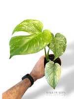 Monstera Mint M
