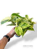 Epipremnum Pinnatum Snow Leopard