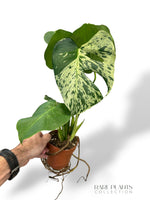 Bulbasaur Monstera L