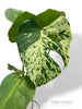 Bulbasaur Monstera L
