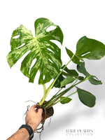 Bulbasaur Monstera L