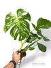Bulbasaur Monstera L