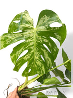 Bulbasaur Monstera L