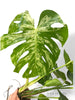 Bulbasaur Monstera L