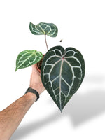 Anthurium Michelle doc block docblock rare plants collection