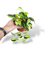 Philodendron Cream Splash