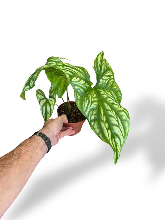 Cercestis Mirabilis rare plants collection marcelarium