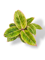 Aglaonema Salmon Fantasy rare plants collection marcelarium