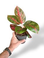 Aglaonema Dark Pink Star rare plants collection rpc marcelarium