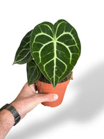 Anthurium Clarinervium rare plants collection rpc marcelarium