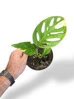 Monstera Adansonii Variegata rare plants collection marcelarium