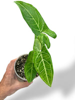 Syngonium Batik Variegata