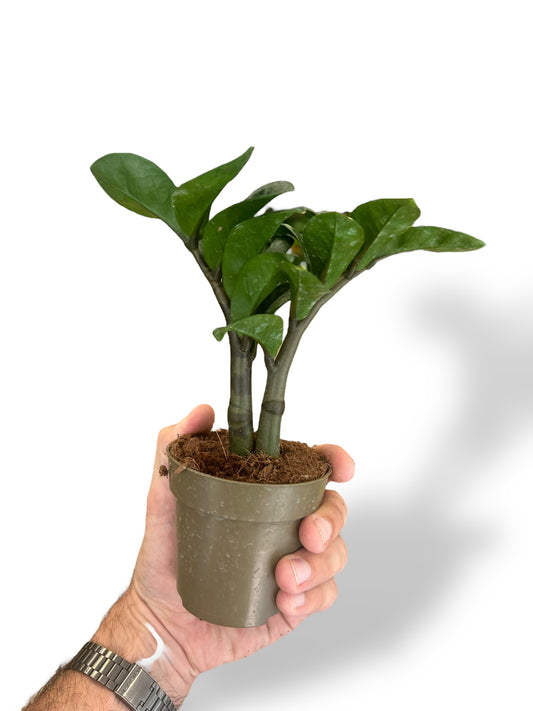 ZZ Zenzi rare plants collection marcelarium