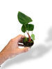 Philodendron Lynamii