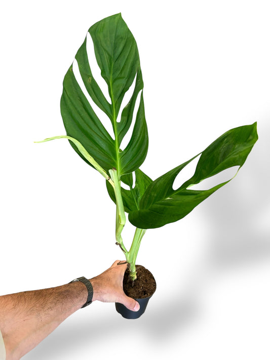 Monstera Radicans rare plants collection rpc marcelarium mature