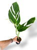 Monstera Radicans rare plants collection rpc marcelarium mature