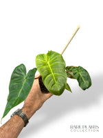 Philodendron Billicosum rare plants collection hybrid marcelarium