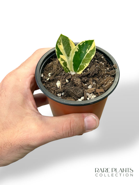 ZZ Variegata Baby N.1