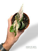 Ficus Sagittata Variegata