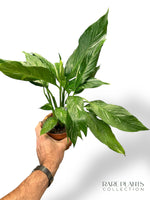 Spathiphyllum Diamond