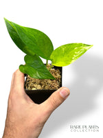 Epipremnum Teruno Carnival