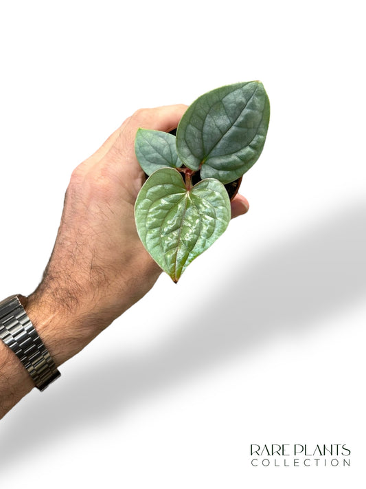 Anthurium Luxurians Baby