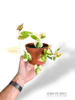 Fallopia Multiflora Variegata