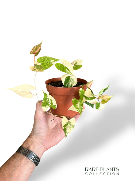 Fallopia Multiflora Variegata