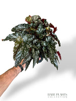 Begonia Black Forest