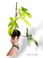 Philodendron Florida Beauty rare plants collection marcelarium