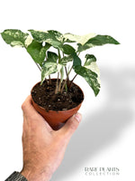 Syngonium Albo Variegata Rare plants collection rpc marcelarium